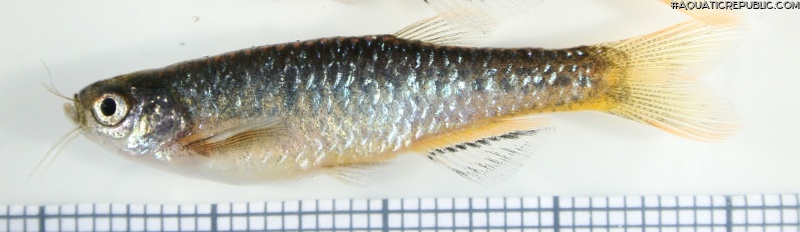 Danio aesculapii