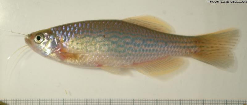 Danio aff. dangila