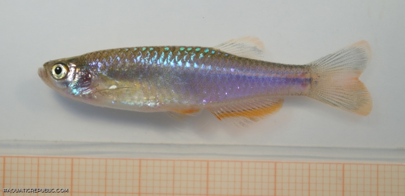 Danio albolineatus