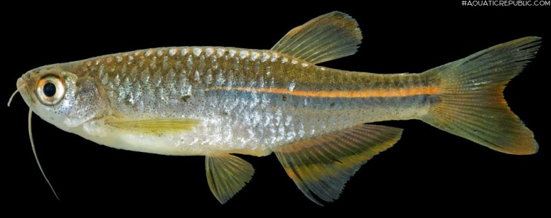 Danio albolineatus