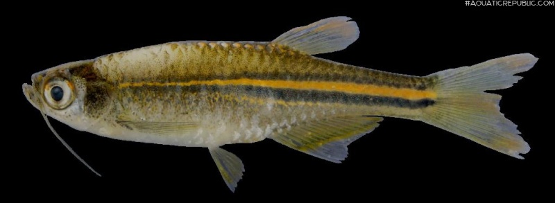 Danio albolineatus