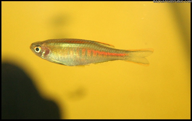 Danio choprae