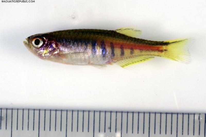 Danio choprae