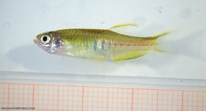 Danio choprae