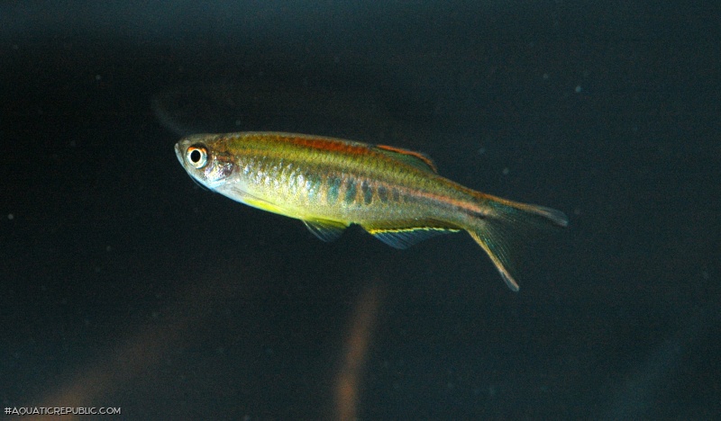 Danio choprae