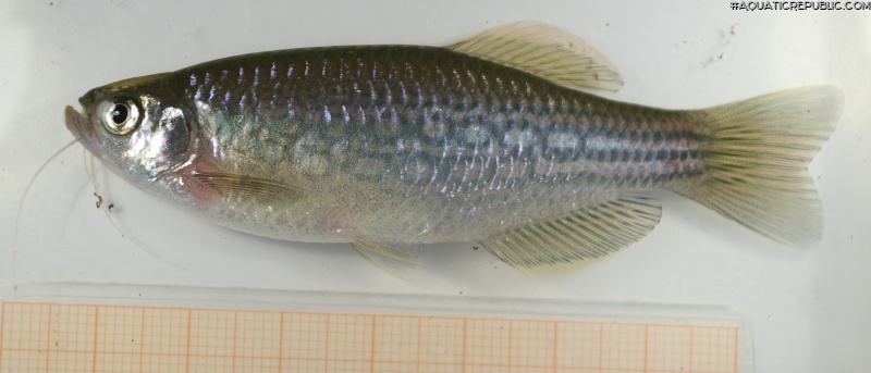 Danio dangila