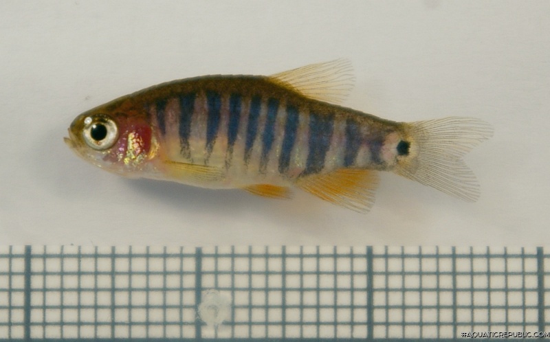 Danio erythromicron