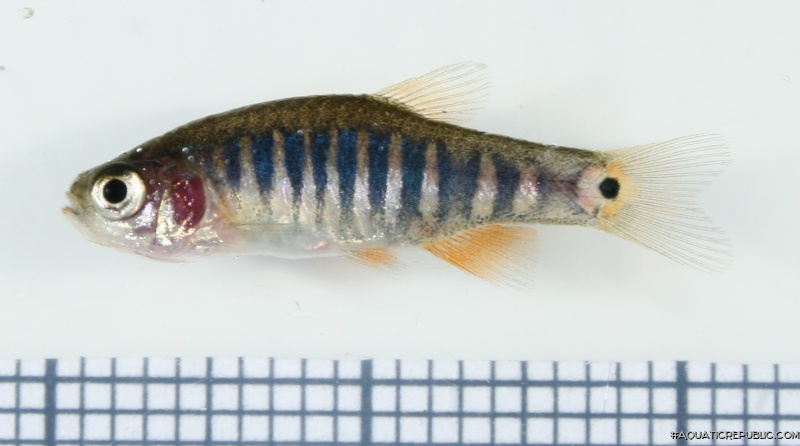 Danio erythromicron