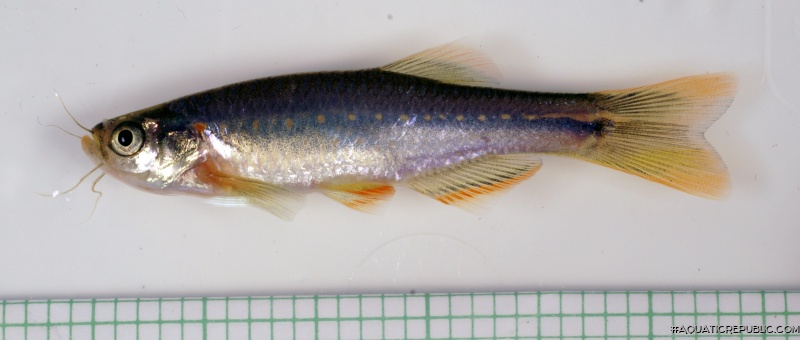 Danio feegradei