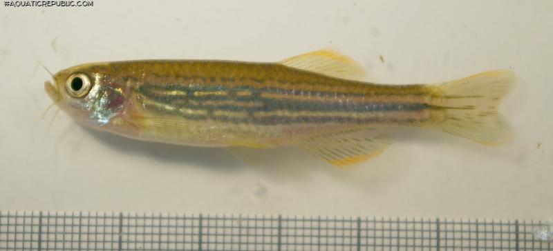 Danio meghalayensis