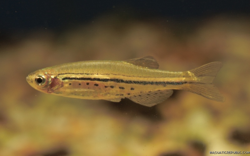 Danio nigrofasciatus