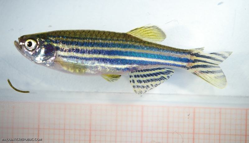 Danio rerio