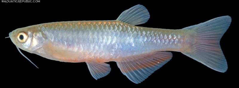 Danio roseus