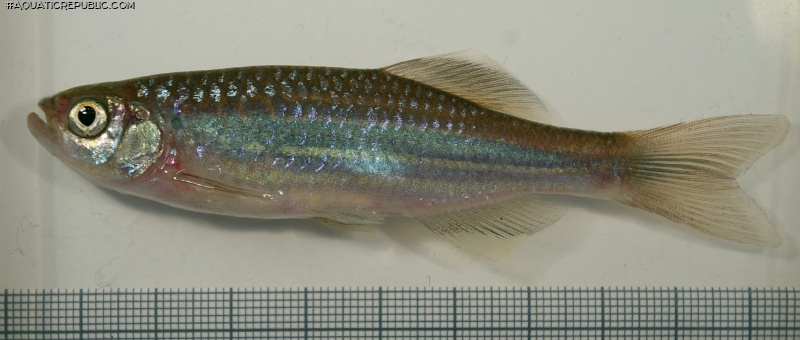 Devario aequipinnatus