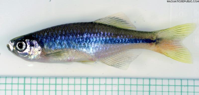 Devario cf. chrysotaeniatus