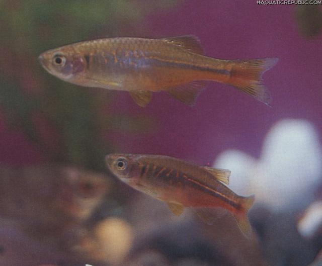 Devario chrysotaeniatus