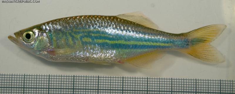 Devario malabaricus