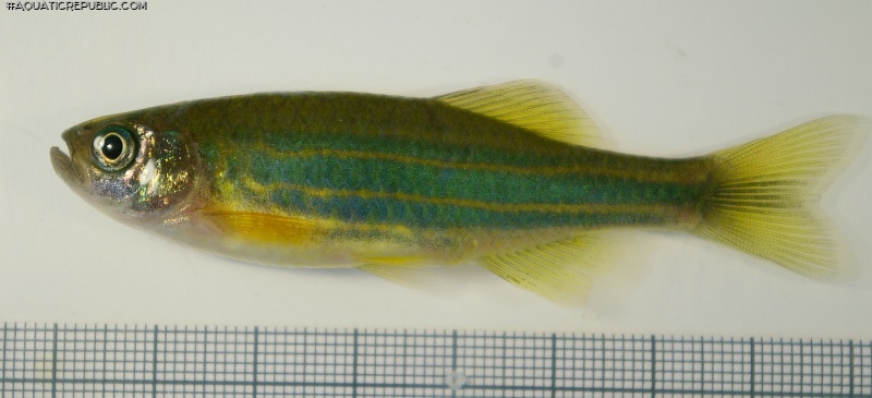 Devario sp. `FLUORO GREEN`