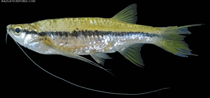 Esomus longimanus