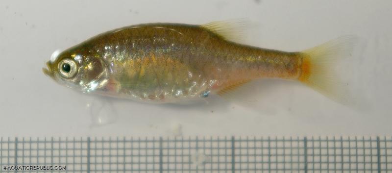 Microrasbora cf. rubescens