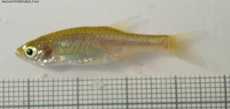 Microrasbora cf. rubescens