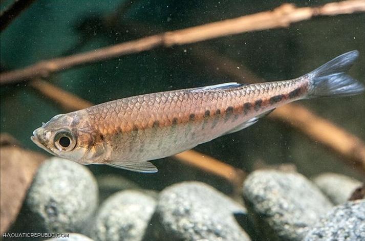 Opsarius gatensis