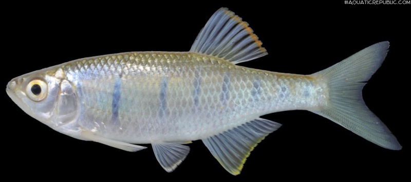 Opsarius pulchellus