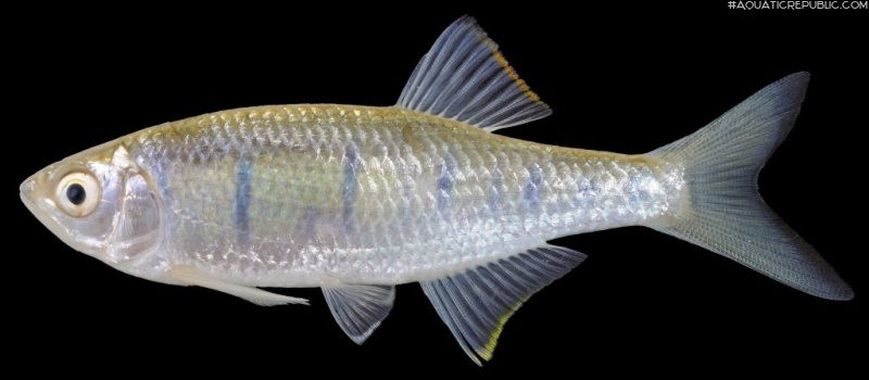 Opsarius pulchellus