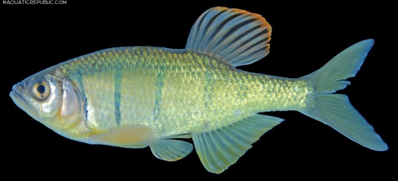 Opsarius pulchellus