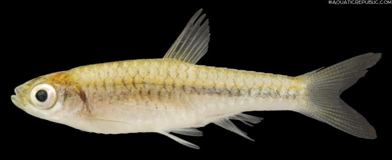 Rasbora amplistriga