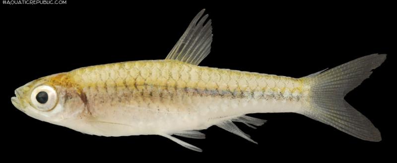 Rasbora amplistriga