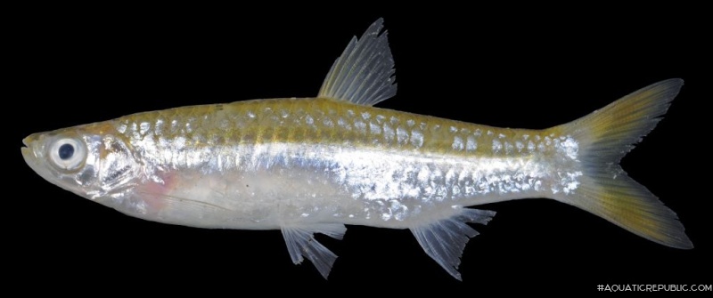 Rasbora aurotaenia