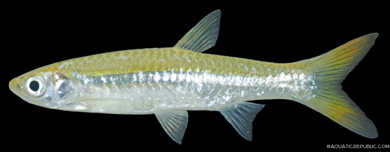 Rasbora aurotaenia