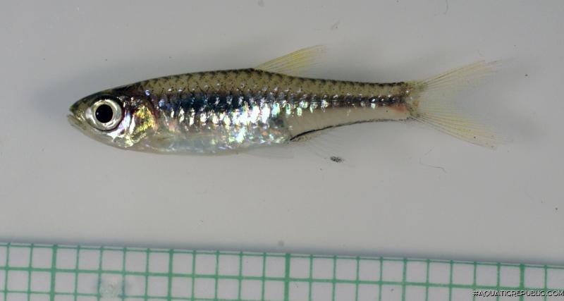 Rasbora bankanensis