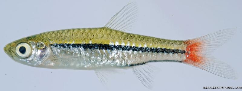 Rasbora borapetensis