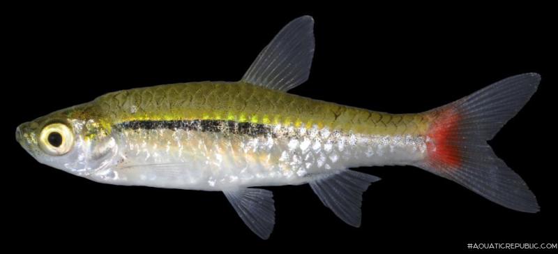 Rasbora borapetensis