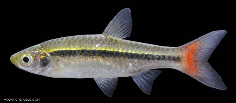 Rasbora borapetensis