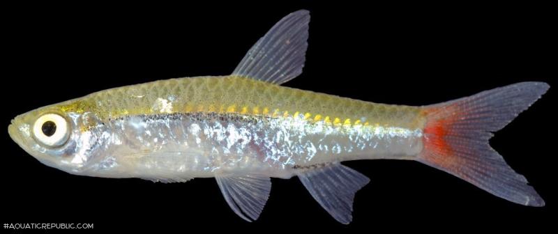 Rasbora borapetensis