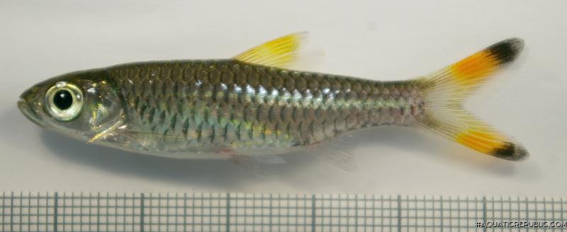 Rasbora caudimaculata