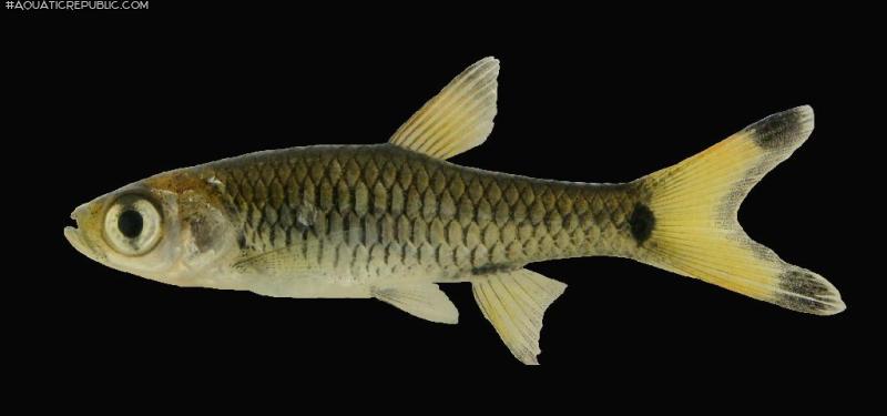 Rasbora caudimaculata