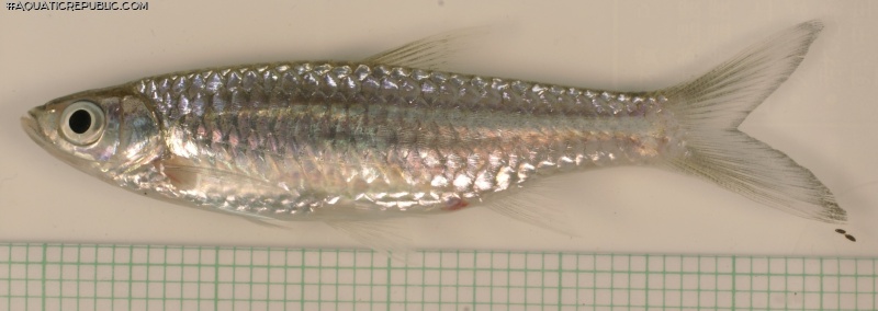 Rasbora cf. aurotaenia