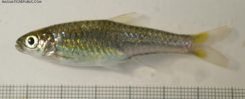 Rasbora cf. ennealepis