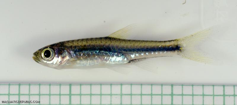 Rasbora cf. paucisqualis