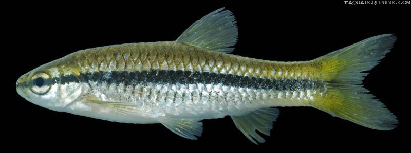 Rasbora daniconius