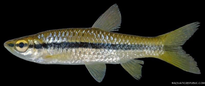 Rasbora daniconius