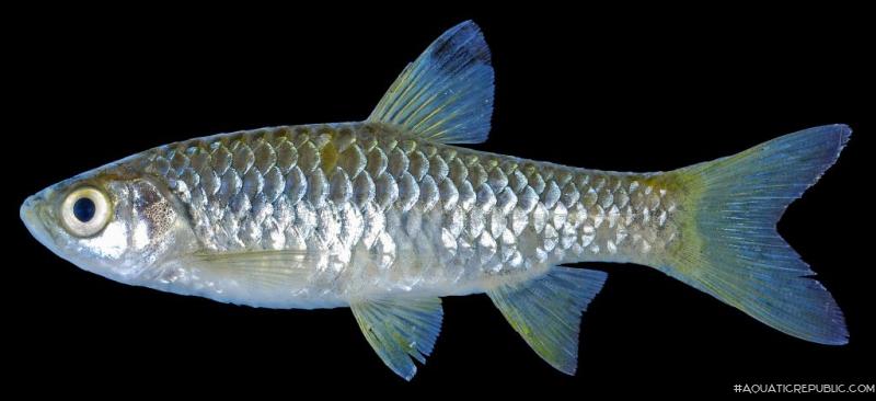 Rasbora dorsinotata