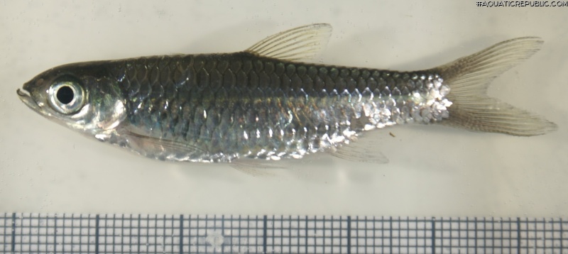 Rasbora dusonensis