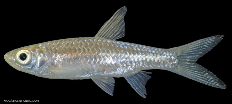 Rasbora dusonensis