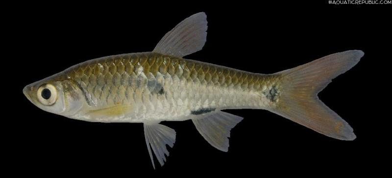 Rasbora elegans