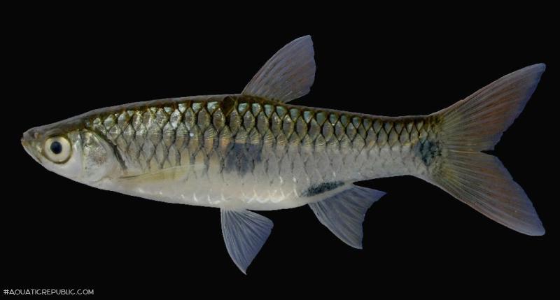 Rasbora elegans